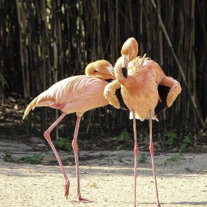Falmigos Grugapark Essen